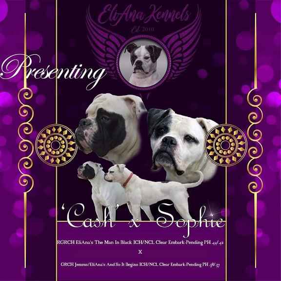 American Bulldogs EliAna's Kennel American Bulldog Breeder in Michigan